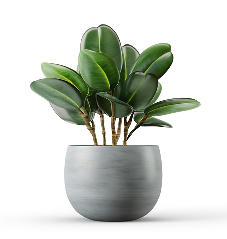 Startseite outdoor plant